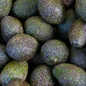 BIO Avokado